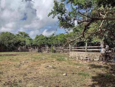 Fotografía 19 de Venta De Rancho Ganadero,Agricola , 900 Ha Dzilam De Bravo,Yucatán