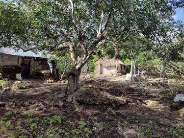 Fotografía 1 de Venta De Terreno ,Agrícola , Dzilam De Bravo,Yucatán