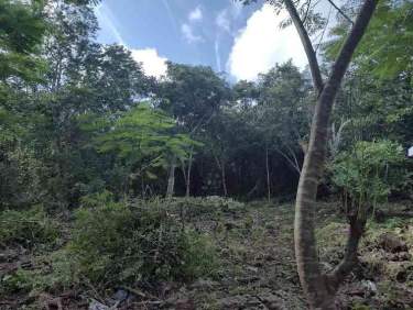 Fotografía 5 de Venta De Terreno ,Agrícola , Dzilam De Bravo,Yucatán