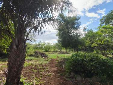 Fotografía 5 de En Venta Terreno En Cholul, Mérida (A Un Costado De La Carretera Mérida-Motul)