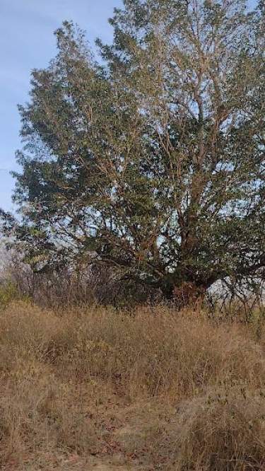 Fotografía 11 de Terreno En Venta 2.57 Ha, Municipio De Baca, Yucatán