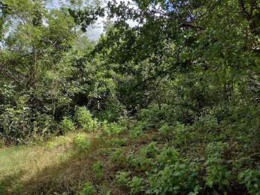 Fotografía 17 de Venta De Terreno ,Agrícola , Dzilam De Bravo,Yucatán