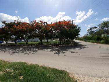 Fotografía 4 de Terreno En Mérida Central De Abastos