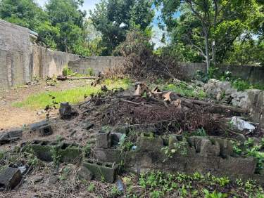 Fotografía 17 de En Venta Casa Para Restaurar En El Centro De Merida Con Amplio Terreno