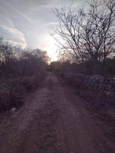 Fotografía 9 de Terreno En Venta 2.57 Ha, Municipio De Baca, Yucatán